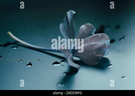 Bellissimo fiore singolo di plumbago isolato su sfondo nero vista laterale. Gocce d'acqua sui petali di fiori. Riflessione della luce interna sul fiore. Foto Stock