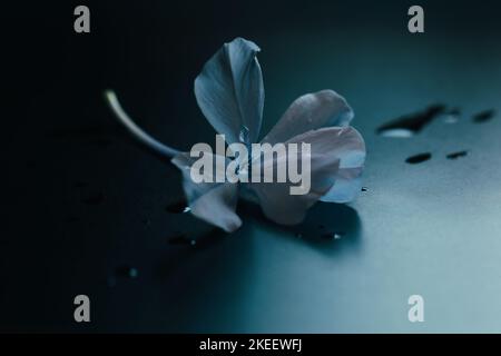 Bellissimo fiore singolo di plumbago isolato su sfondo nero vista laterale. Gocce d'acqua sui petali di fiori. Riflessione della luce interna sul fiore. Foto Stock