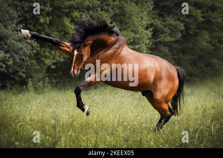 Oldenburg Horse gelding Foto Stock