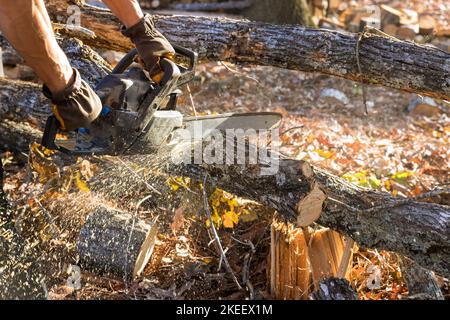 Dopo una violenta tempesta, un lavoratore municipale taglia un albero sradicato con una motosega Foto Stock