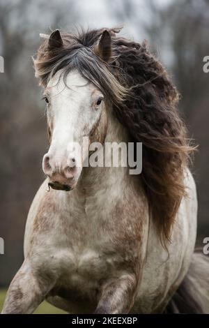 Stallone irlandese di Tinker Foto Stock
