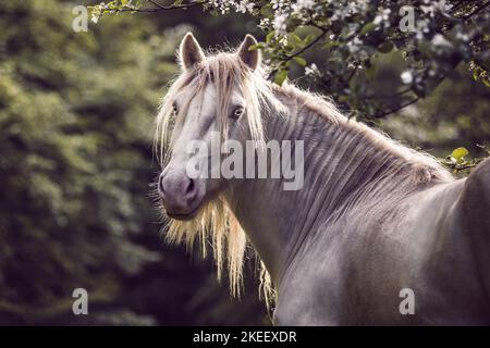 Stallone irlandese di Tinker Foto Stock