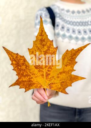 Primo piano di una bella foglia di Sycamore dorata gialla in mano alla donna, caduta da un albero di Sycamore in autunno Foto Stock