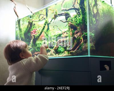 Un piccolo e grazioso bambino tocca il bicchiere del bellissimo acquascape di acqua dolce con piante acquatiche vive, pietre di Frodo, radici di rosso coperte da muschio di giava. Foto Stock