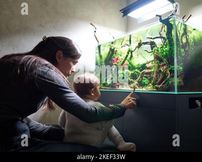 Mamma mostra al suo piccolo bambino qualcosa nel bellissimo acquario aquascape con piante acquatiche dal vivo, pietre di Frodo, radici di rosso coperto da muschio java. Foto Stock