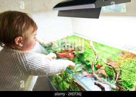 Un piccolo e carino bambino in piedi e toccare superficie d'acqua della bella acqua dolce aquascape con piante acquatiche vive, pietre di Frodo, radici di rosso coperto da muschio java. Foto Stock