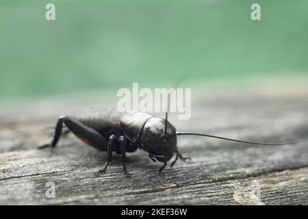 Primo piano di colpo di insetto. Macro foto di un cricket. Foto Stock