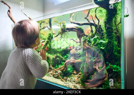 Un piccolo e grazioso bambino tocca il bicchiere del bellissimo acquascape di acqua dolce con piante acquatiche vive, pietre di Frodo, radici di rosso coperte da muschio di giava. Foto Stock