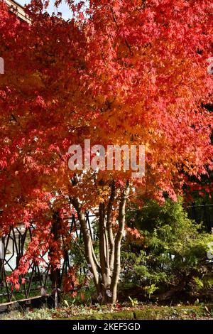 i meravigliosi colori dell'acero in autunno Foto Stock