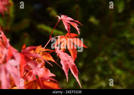 i meravigliosi colori dell'acero in autunno Foto Stock