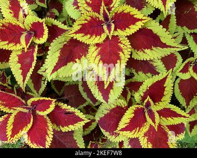 Primo piano delle coloratissime foglie variegate arancio rosso e giallo della pianta del giardino tenero Coleus scutellarioides Trusty Rusty. Foto Stock