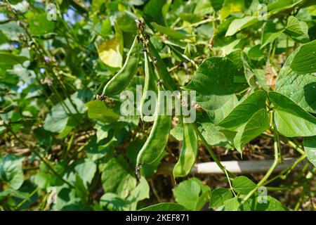 Primo piano della pianta di baccelli di Asparago biologico, concetto di agricoltura a casa, azienda agricola biologica, cibo vegetale sano. Foto Stock