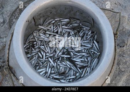 lotto di piccolo pesce nella colonia di pesci di pot., pesca Foto Stock