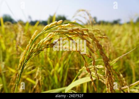 Primo piano di risaie gialle con sole dorato che sale in autumn.organic risaie o risaie preparano la raccolta Foto Stock