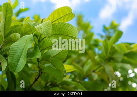 Foglie fresche di guava verde e ramo sull'albero Foto Stock