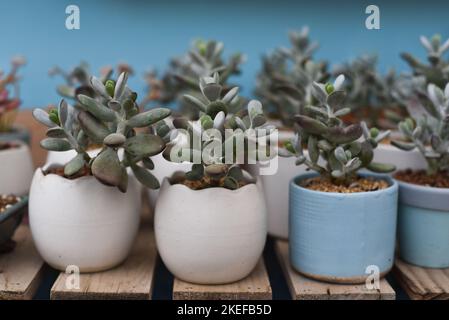 Crassula ovata, comunemente conosciuta come pianta di giada, pianta fortunata, pianta di denaro o albero di denaro che cresce a da Lat in Vietnam Foto Stock