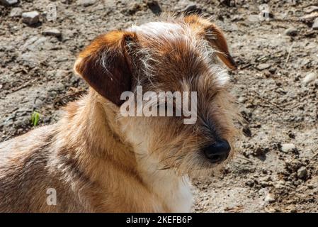 animale domestico di piccola taglia terrier Foto Stock