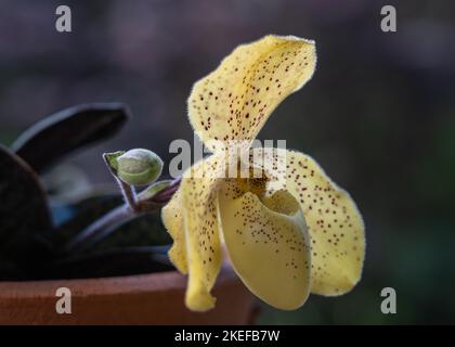 Primo piano vista laterale di fresco fiore giallo di lady slipper orchidea specie paphiopedilum wenshanense aka conco-bellatulum retroilluminato su sfondo naturale Foto Stock