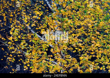 climi autunnali in montagna Foto Stock