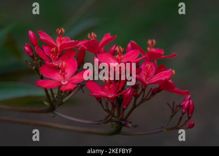 Vista in primo piano di un gruppo di fiori rossi luminosi e gemme di jatropha integerrima aka peregrina o jatropha piccante isolato all'aperto su sfondo naturale Foto Stock