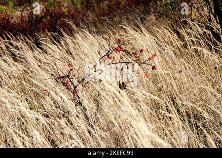 biancospino, rosa canina, frutta, biancospino frutta, rosa canina, rosehip Foto Stock