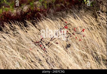 biancospino, rosa canina, frutta, biancospino frutta, rosa canina, rosehip Foto Stock