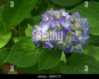 Vista in primo piano di un grappolo di fiori di ortensia macrofila blu e bianco, isolati tra foglie verdi nel giardino esterno Foto Stock