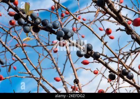 biancospino, rosa canina, frutta, biancospino frutta, rosa canina, rosehip Foto Stock