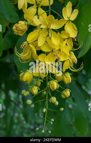 Vista in primo piano di un gruppo giallo luminoso di fiori e gemme di cassia fistola albero tropicale aka doccia d'oro su sfondo naturale Foto Stock