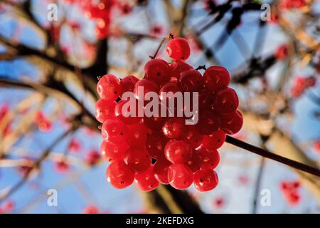 Cespugli autunnali, frutti dei Carpazi Foto Stock