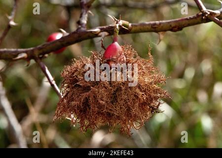 biancospino, rosa canina, frutta, biancospino frutta, rosa canina, rosehip Foto Stock