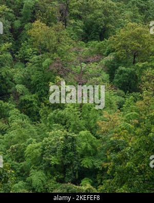 Vista panoramica di una fitta e lussureggiante foresta tropicale sulla collina nella splendida campagna rurale di Chiang Dao, Chiang mai, Thailandia Foto Stock