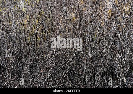 Cespugli autunnali, frutti dei Carpazi Foto Stock