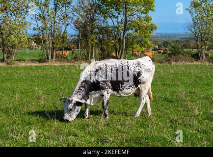 Una vacca bianca e nera in autunno su un pascolo vicino ai vigneti della strada del vino in Alsazia, Francia Foto Stock
