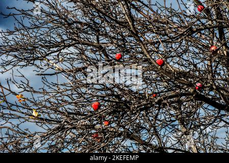 biancospino, rosa canina, frutta, biancospino frutta, rosa canina, rosehip Foto Stock