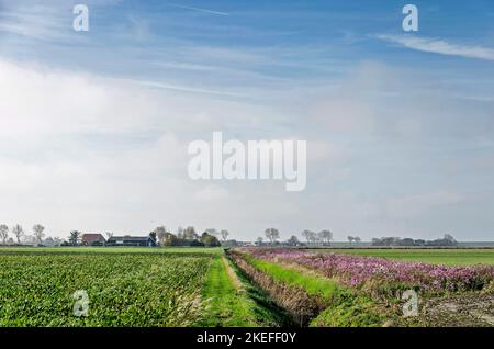 Stretto sentiero erboso tra campi, prati e aiuole sotto un cielo accogliente sull'isola di Schouwen-Duiveland nei Paesi Bassi Foto Stock