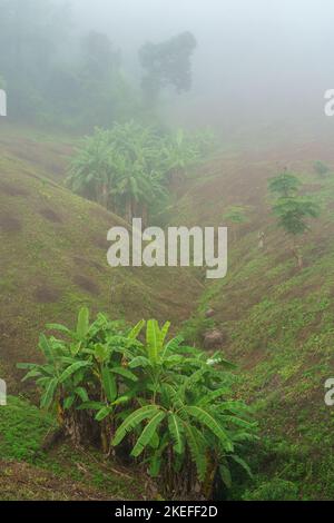 Vista panoramica del paesaggio mattutino con alberi di banana nella nebbia durante la stagione tropicale dei monsoni sulle colline della campagna di Chiang Dao, Chiang mai, Thailandia Foto Stock