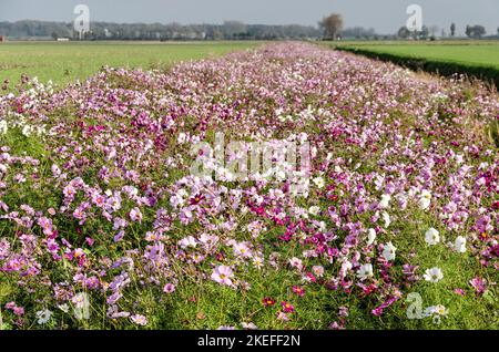 Striscia di fiori, creata per arricchire la biodiversità, in un paesaggio con campi e prati sull'isola di Schouwen-Duiveland nei Paesi Bassi Foto Stock