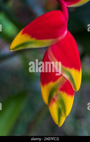 Primo piano dettaglio vista di colorato fiore appeso di tropicale heliconia rostrata alias aragosta artiglio o falso uccello del paradiso su sfondo naturale Foto Stock