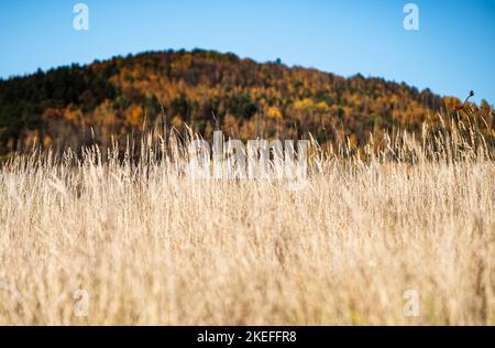 climi autunnali in montagna Foto Stock