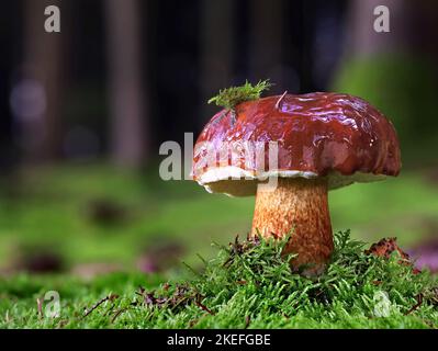 Imleria badia o Bolete commestibile baia in muschio verde nella foresta, fungo con cappuccio marrone di fronte a sfondo di foresta sfocata Foto Stock