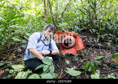 Escursionista in posa con Rafflesia, il fiore più grande del mondo Foto Stock