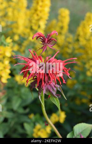 Primo piano sul fiore rosso Crimson beebalm Monarda didyma Foto Stock