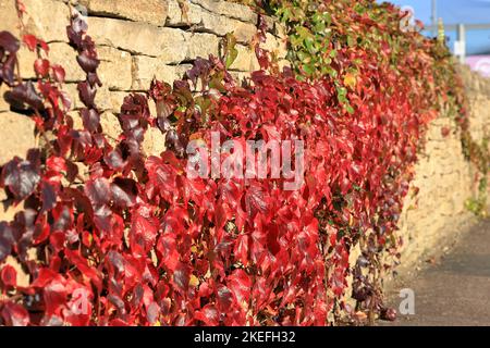 Ivy cresce su una parete di pietra Cotswold che cambia colore da verde a rosso vibrante in autunno Foto Stock