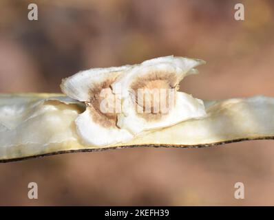 Semi di moringa oleifera albero Foto Stock