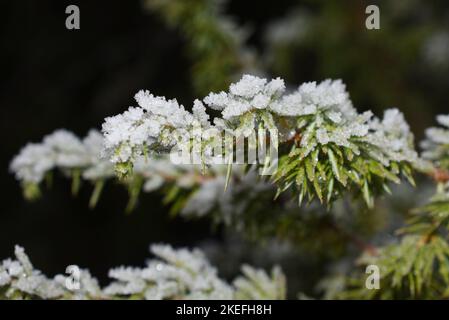 Ramo di Juniper coperto di neve all'aperto in inverno Foto Stock