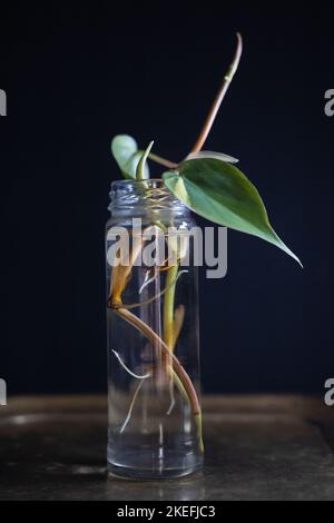 Foglie di philodendron 'Brasil' che si propagano in acqua. Foto Stock