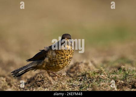 Thrush di Falkland giovanile (Turdud falcklandii falcklandii) tra l'erba di zoccoli sull'isola dei leoni marini nelle isole Falkland Foto Stock