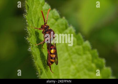 Primo piano particolare di una vespa rossa (Vespula rufa) che riposa su una foglia in una compensazione del legno in primavera sole. Foto Stock