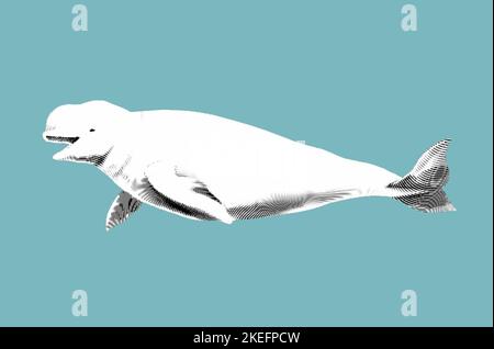 incisione beluga. Illustrazione grafica di un bela bianco. Animale marino realistico Foto Stock